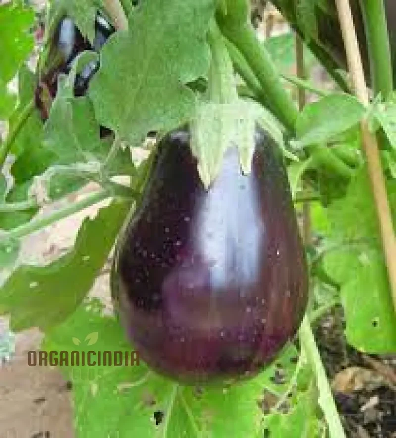 Aubergine 'Black Beauty' Seeds for Gardening Enthusiasts - Organic Eggplant Seeds for Home Garden Planting