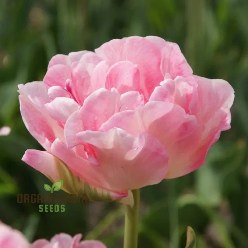Tulip Angelique Flower Seeds For Planting, Elegant Pink Tulips for a Beautiful and Graceful Spring Garden Display