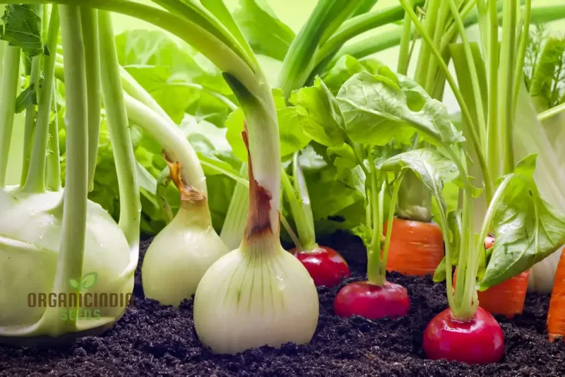Mini Veg Patch Seeds Elevate Your Gardening Experience with a Bounty of Fresh, Homegrown Vegetables!