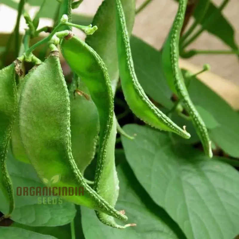 Dolichos Broad Variety Seeds - Planting Guide Included for Your Garden Delights