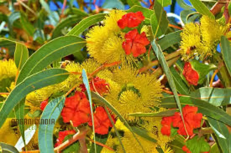 Illyarrie Red Cap Gum Wildflower Seeds for Gardening Enthusiasts - Premium Quality Seeds