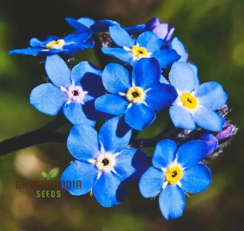 Myosotis Ultramarine Flower Seeds for Planting, Grow Stunning, Vibrant Blue Forget-Me-Nots in Your Garden