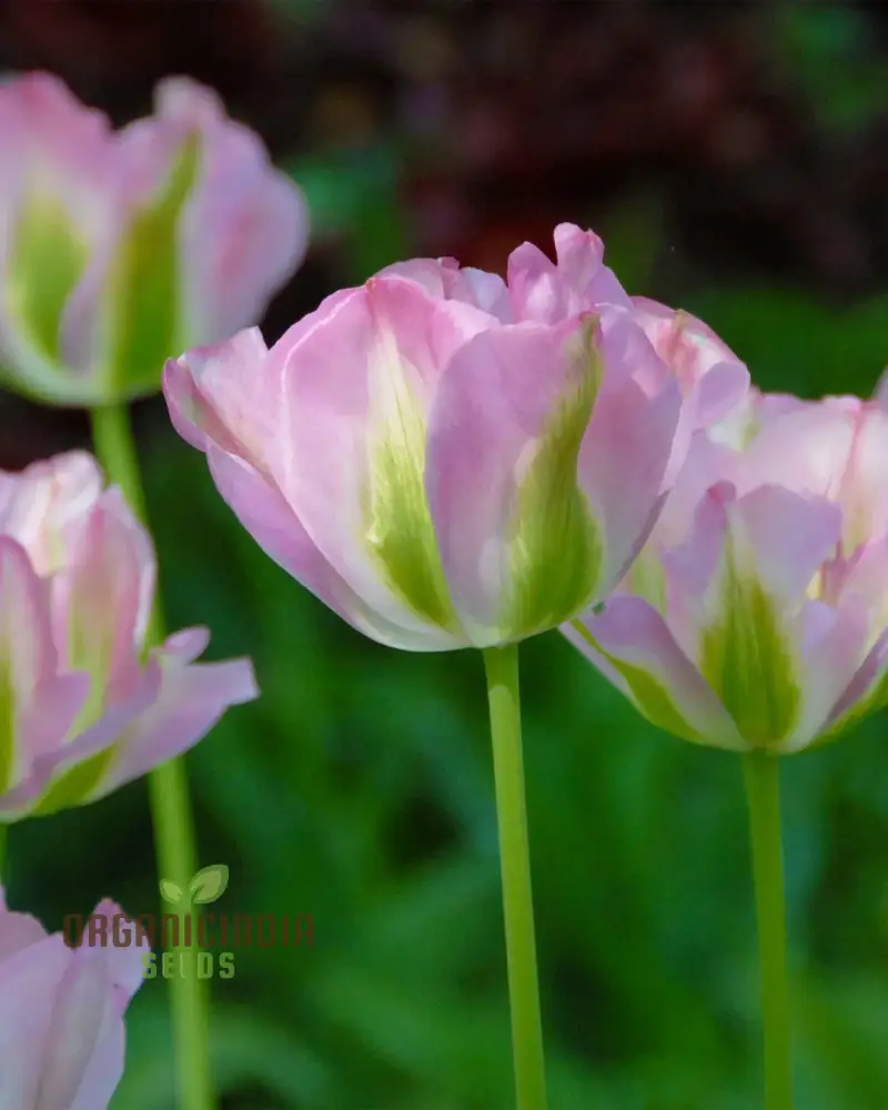 Tulip Greenland Flower Seeds For Planting, Beautiful and Bold Tulips for a Striking Spring Garden Display