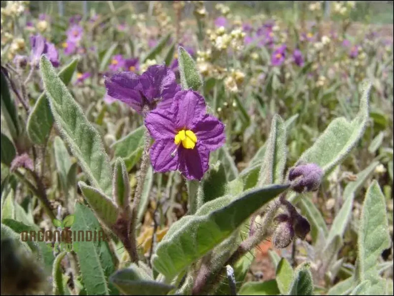 Wild Tomato WILDFLOWER Seeds for Gardening Enthusiasts - Organic Heirloom Varieties for Home Gardeners and Planting Enthusiasts