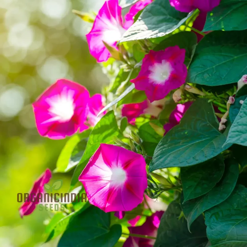 Morning Glory - Scarlet O'Hara Seeds for Planting and Gardening