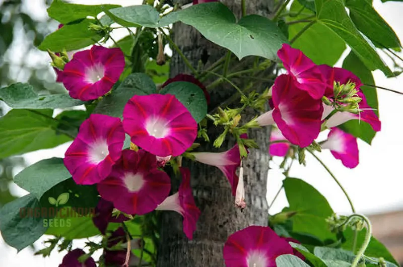 Morning Glory - Scarlet O'Hara Seeds for Planting and Gardening