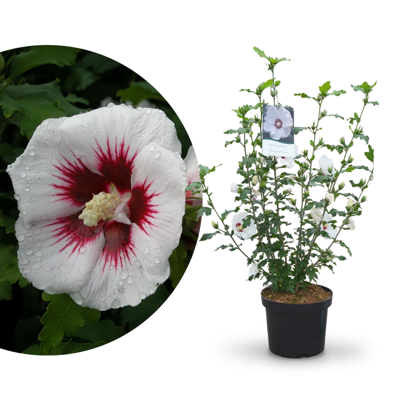 Hibiskus 'Red Heart' Weiß-Rot