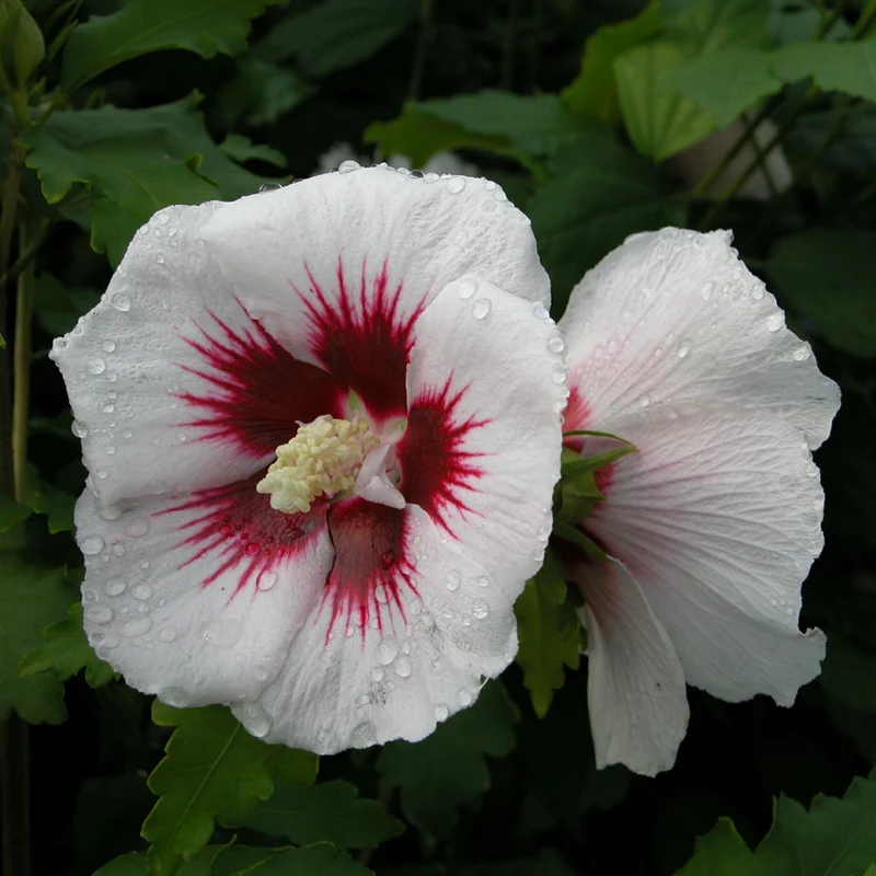 Hibiskus 'Red Heart' Weiß-Rot