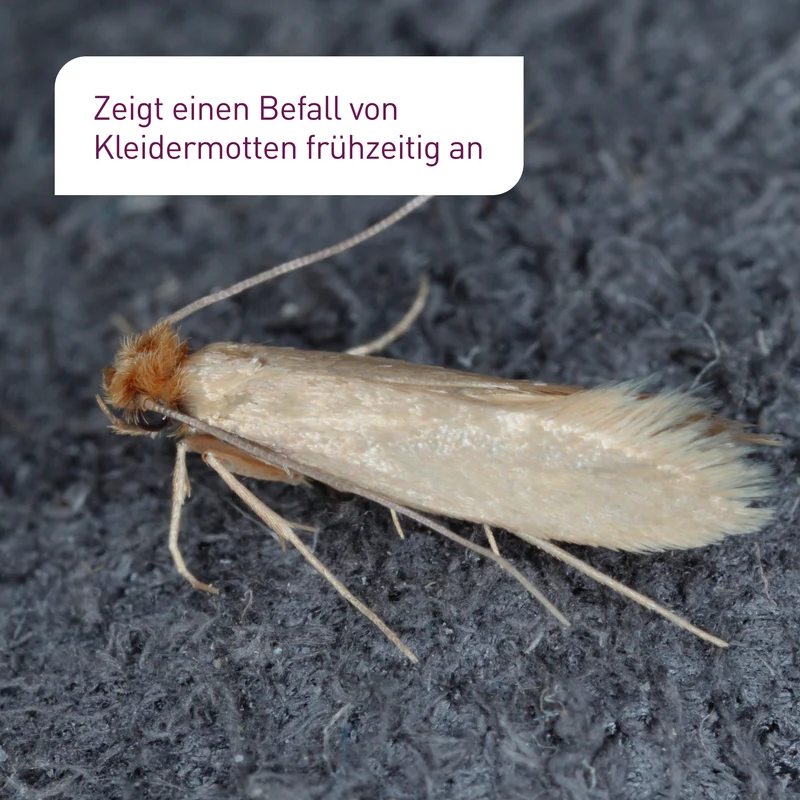 Kleidermotten-Fallen 6 Stück