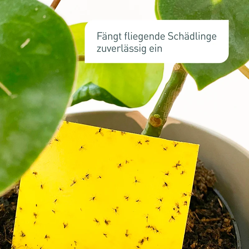 Gelbtafeln 40 Stück
