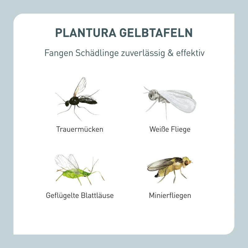 Gelbtafeln 40 Stück