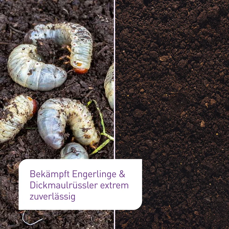 HB-Nematoden gegen Dickmaulrüssler & Engerlinge