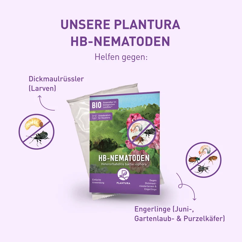 HB-Nematoden gegen Dickmaulrüssler & Engerlinge