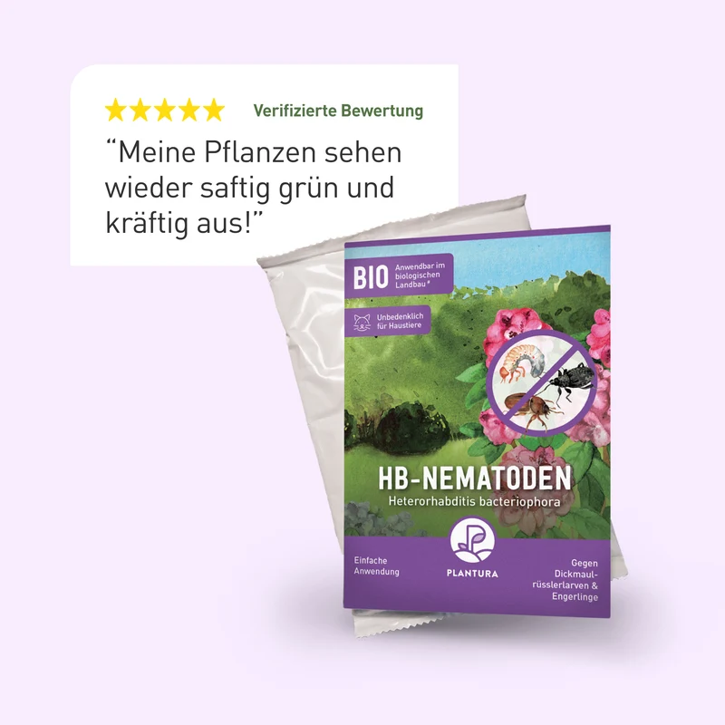 HB-Nematoden gegen Dickmaulrüssler & Engerlinge