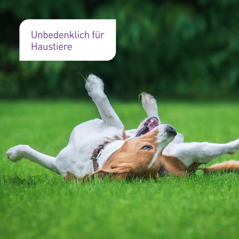 HB-Nematoden gegen Dickmaulrüssler & Engerlinge