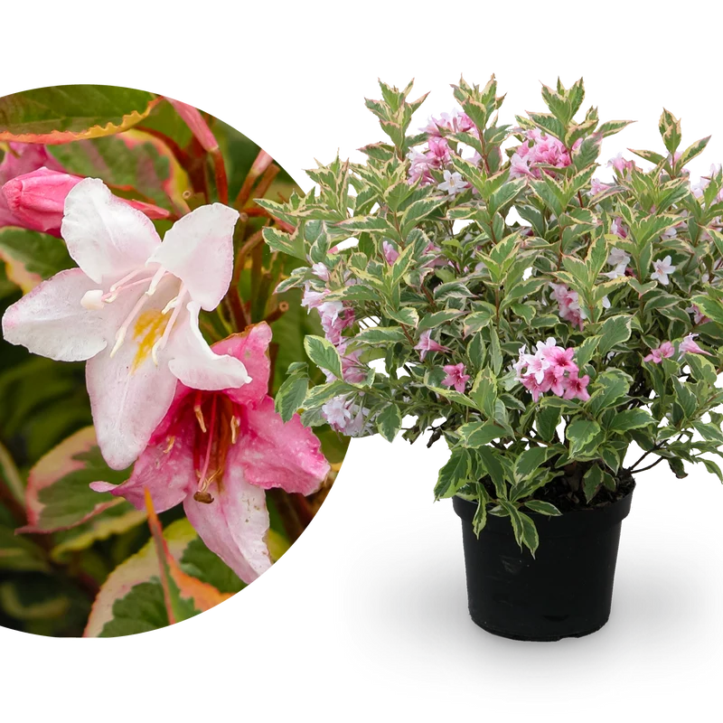 Buntblättrige Weigelie 'Nana Variegata' Weißrosa