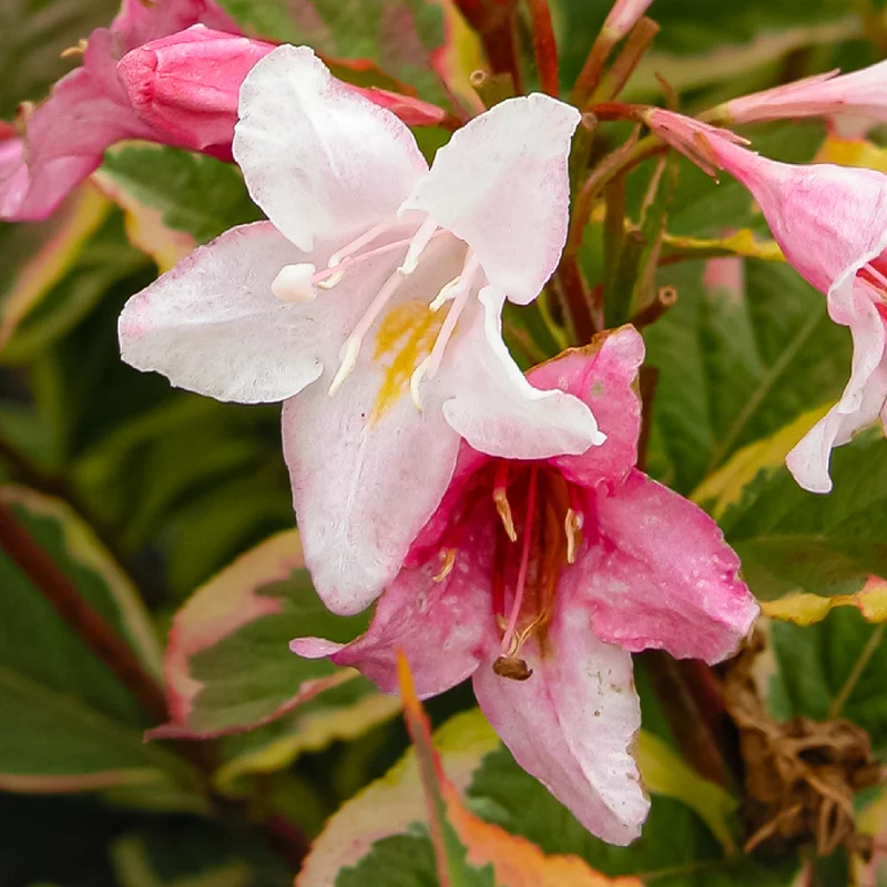 Buntblättrige Weigelie 'Nana Variegata' Weißrosa