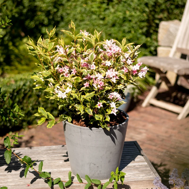 Buntblättrige Weigelie 'Nana Variegata' Weißrosa