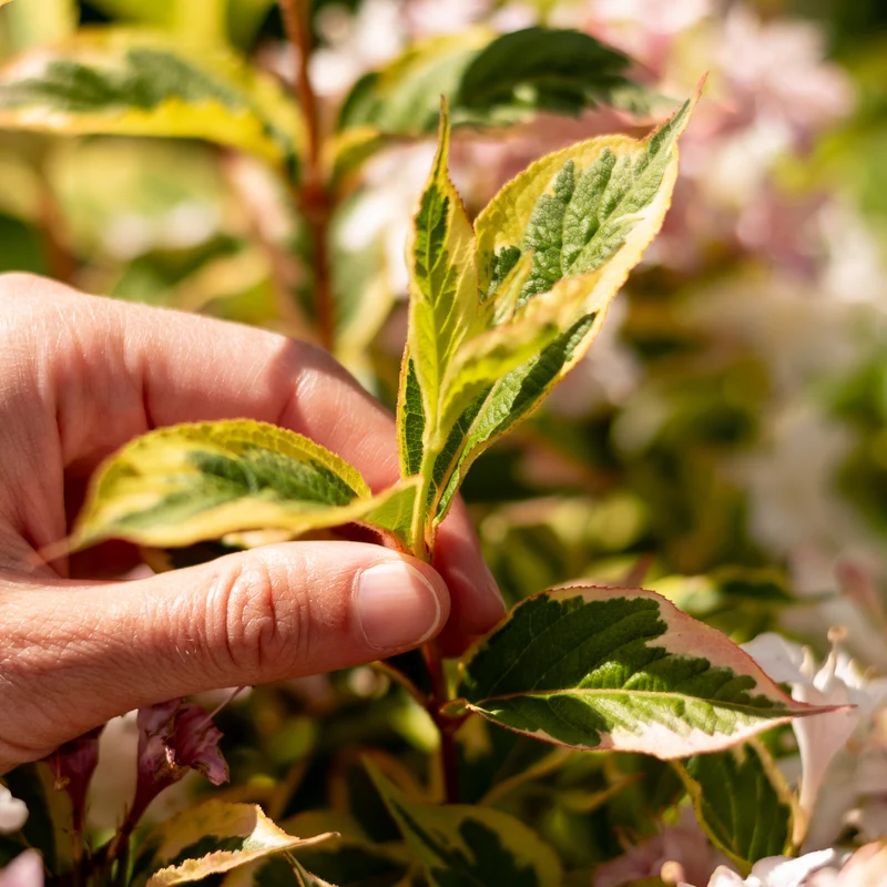 Buntblättrige Weigelie 'Nana Variegata' Weißrosa