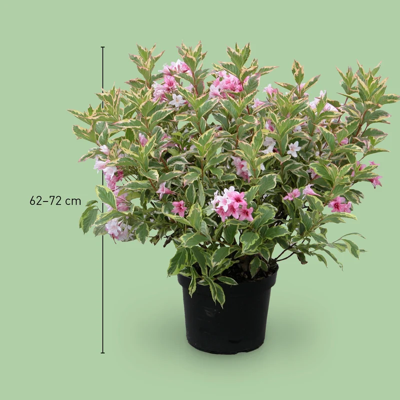 Buntblättrige Weigelie 'Nana Variegata' Weißrosa