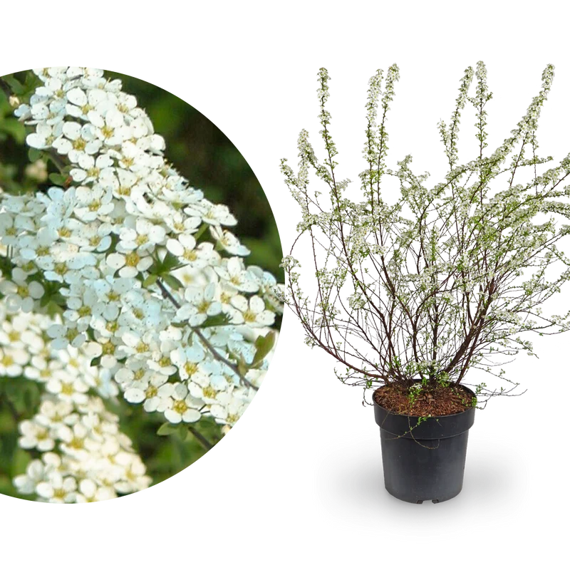 Brautspiere Weiß