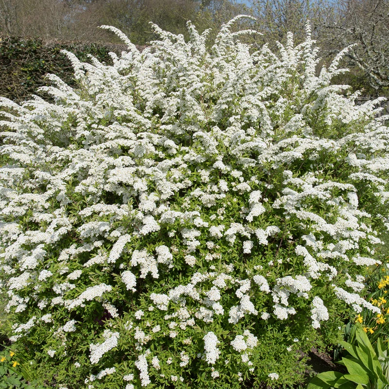 Brautspiere Weiß
