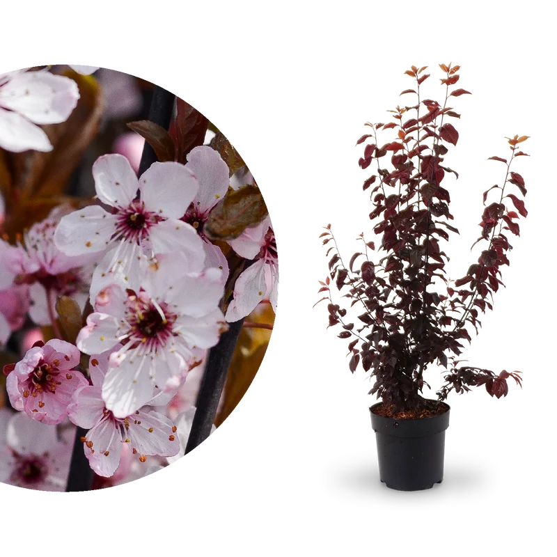 Blutpflaume 'Nigra'
