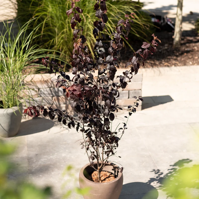 Blutpflaume 'Nigra'
