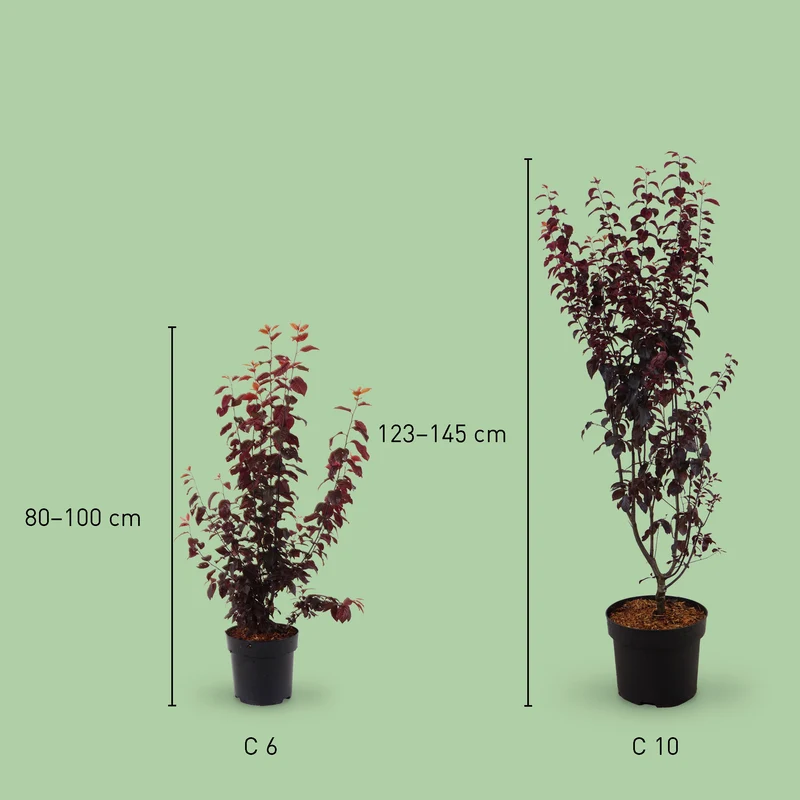Blutpflaume 'Nigra'