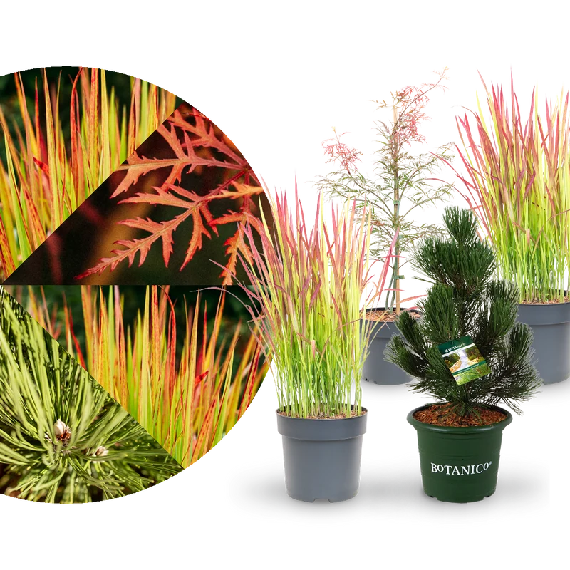 Asiagarten Zen (4er Set)