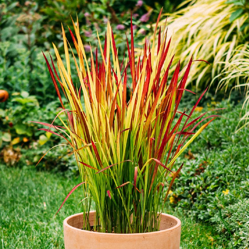 Asiagarten Zen (4er Set)