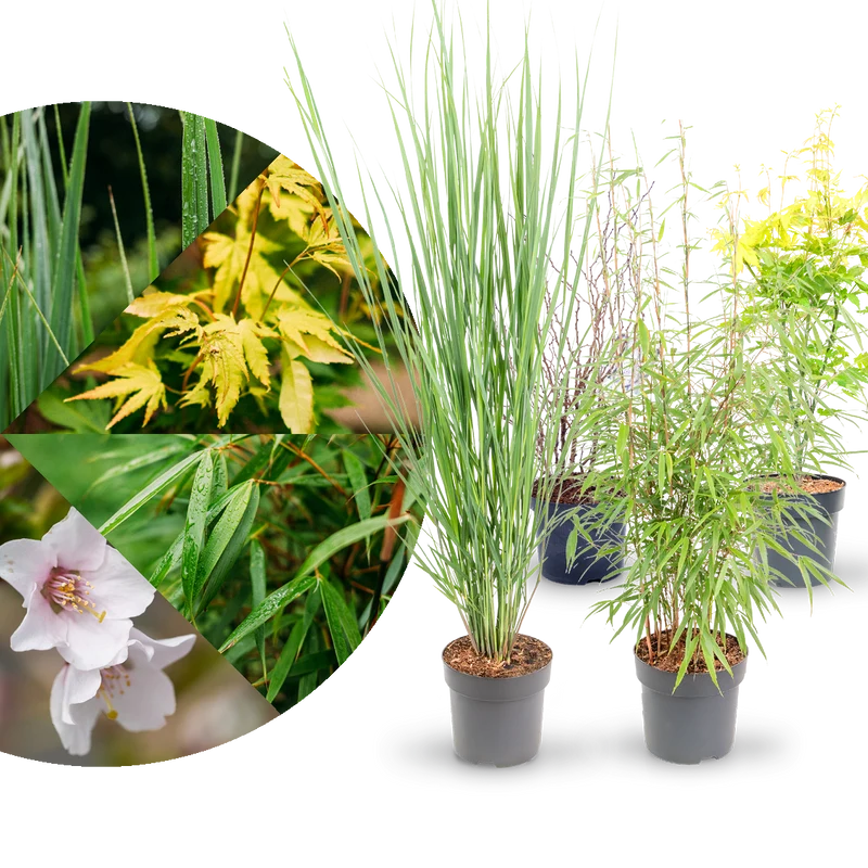 Asiagarten Frisches Grün (4er Set)