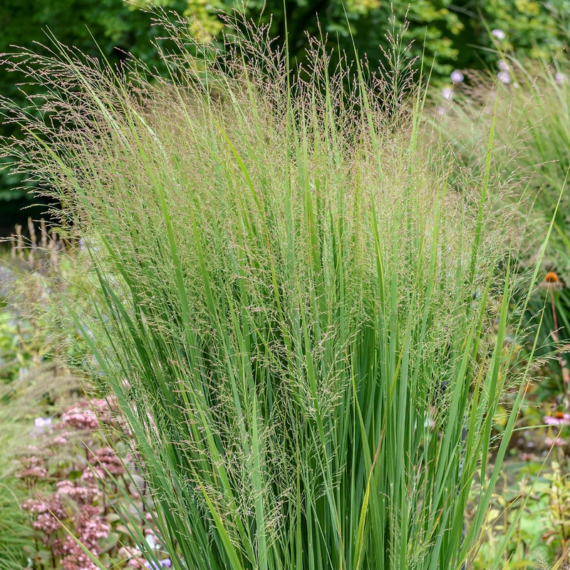 Asiagarten Frisches Grün (4er Set)