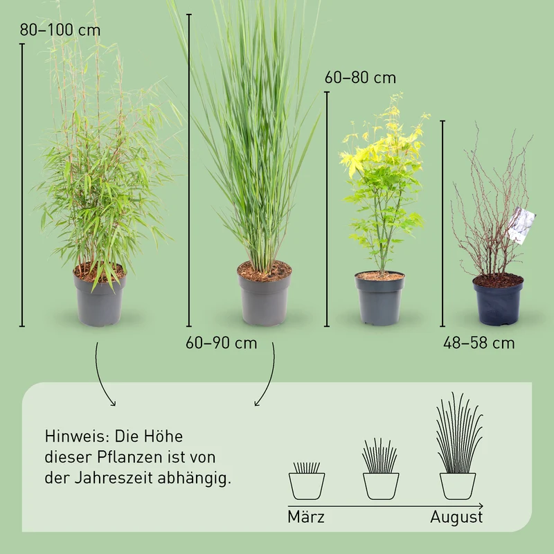 Asiagarten Frisches Grün (4er Set)