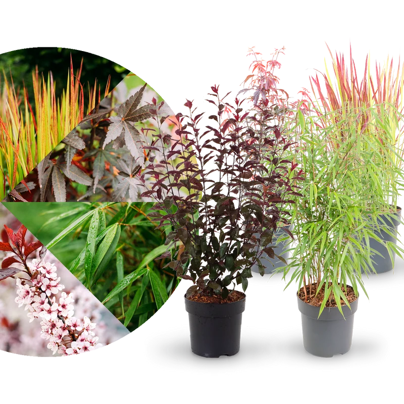 Asiagarten Dunkles Laub (4er Set)