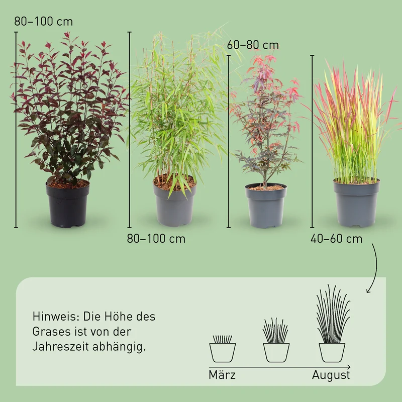 Asiagarten Dunkles Laub (4er Set)