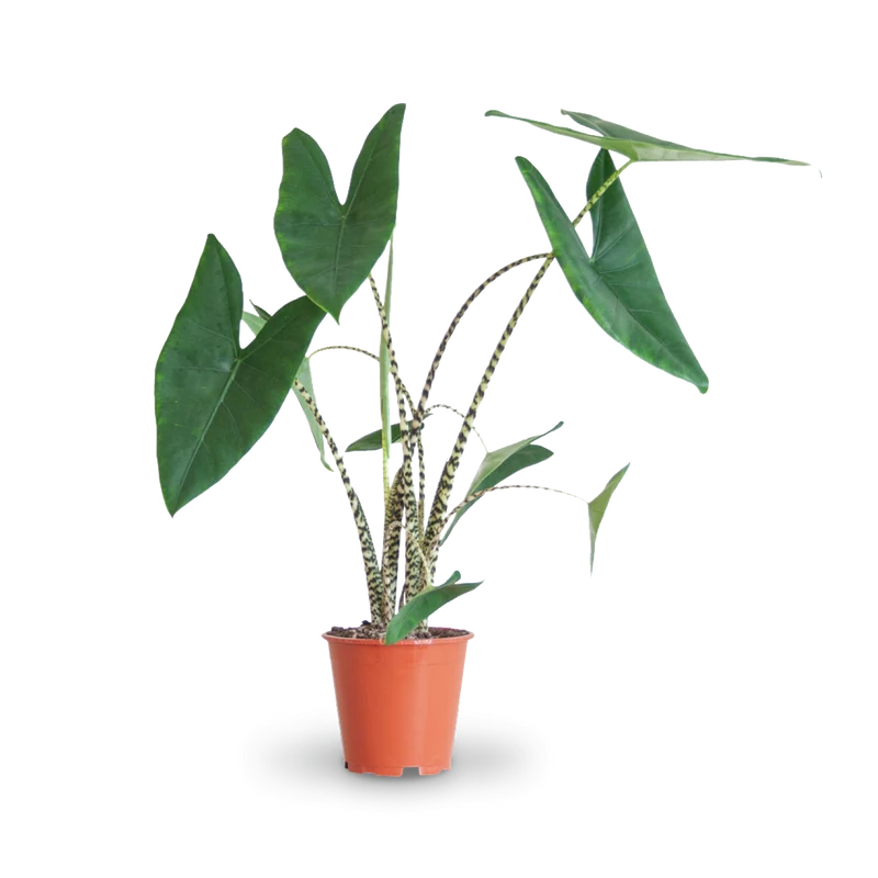 Alocasia zebrina