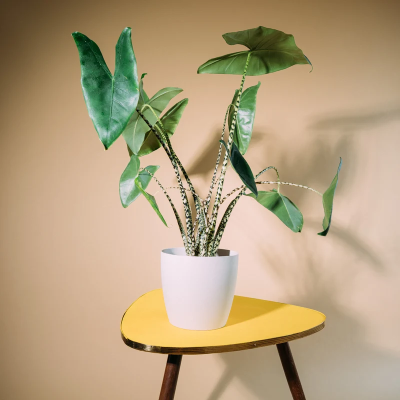 Alocasia zebrina