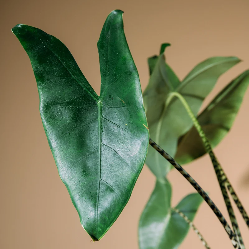 Alocasia zebrina