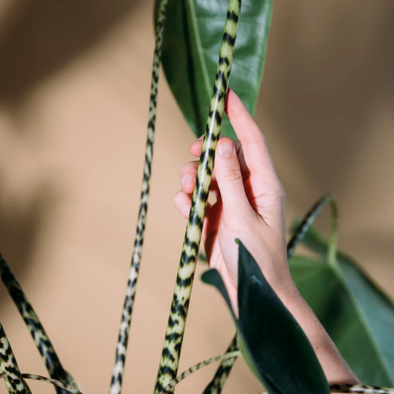 Alocasia zebrina