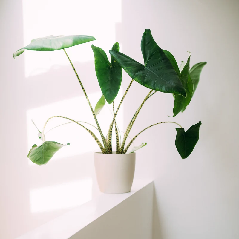 Alocasia zebrina