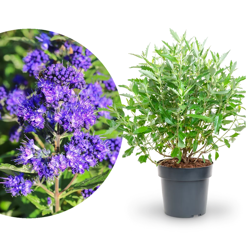 Bartblume 'First Choice' Blau