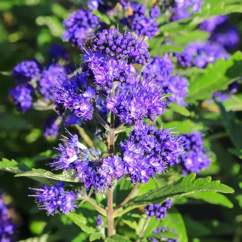 Bartblume 'First Choice' Blau