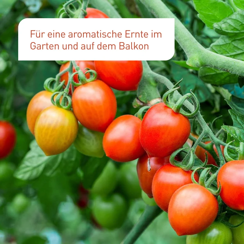 Bio-Tomaten Samen-Set mit 10 Sorten