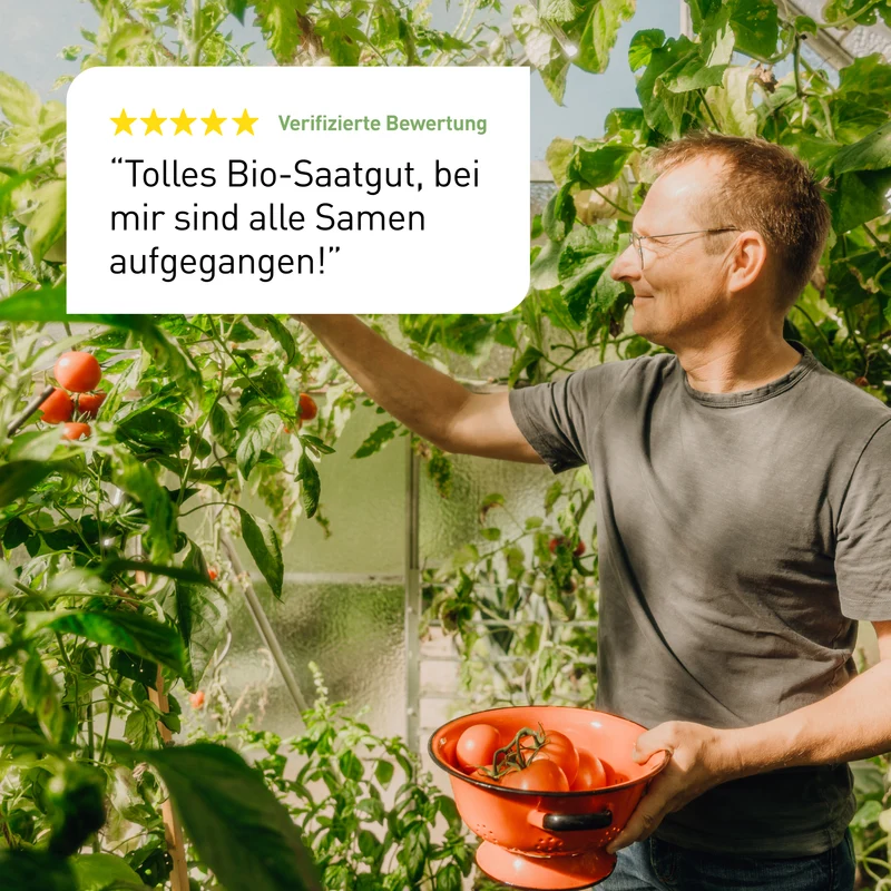 Bio-Tomaten Samen-Set mit 10 Sorten