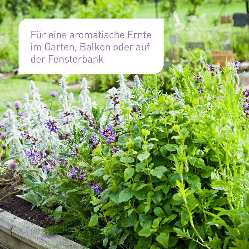 Bio-Kräuter Samen-Set mit 10 Sorten