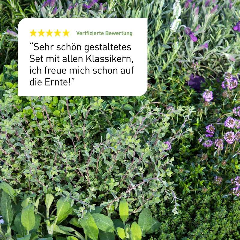 Bio-Kräuter Samen-Set mit 10 Sorten