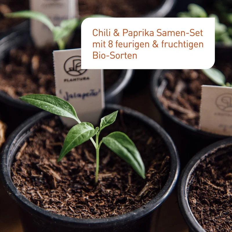 Bio-Chili & Paprika Samen-Set mit 8 Sorten