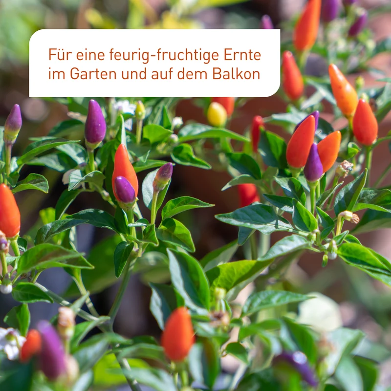Bio-Chili & Paprika Samen-Set mit 8 Sorten