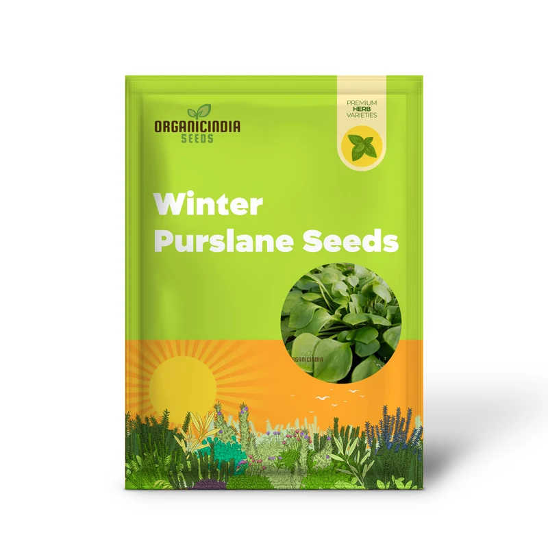 Winter Purslane Seeds – Nutritious & Hardy Greens for Winter Gardens
